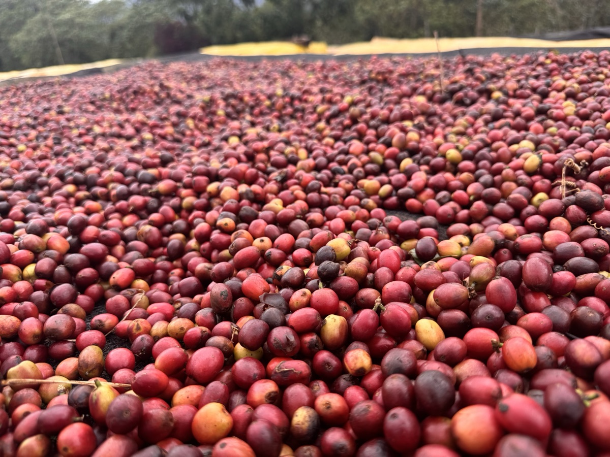 Cherries drying on raised African beds