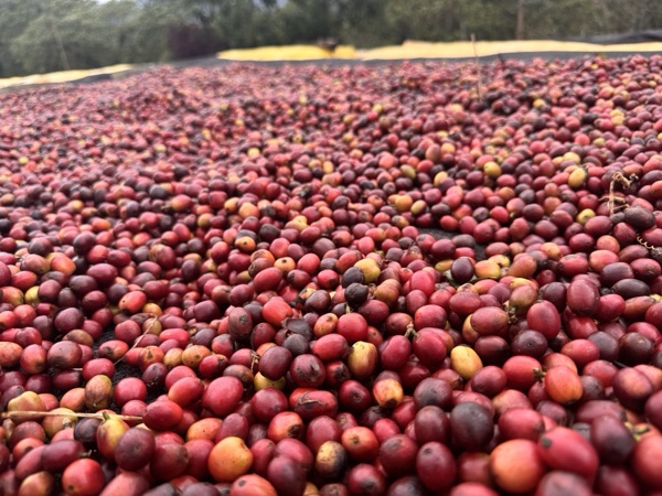 Close-up of red coffee cherries drying on a raised African bed