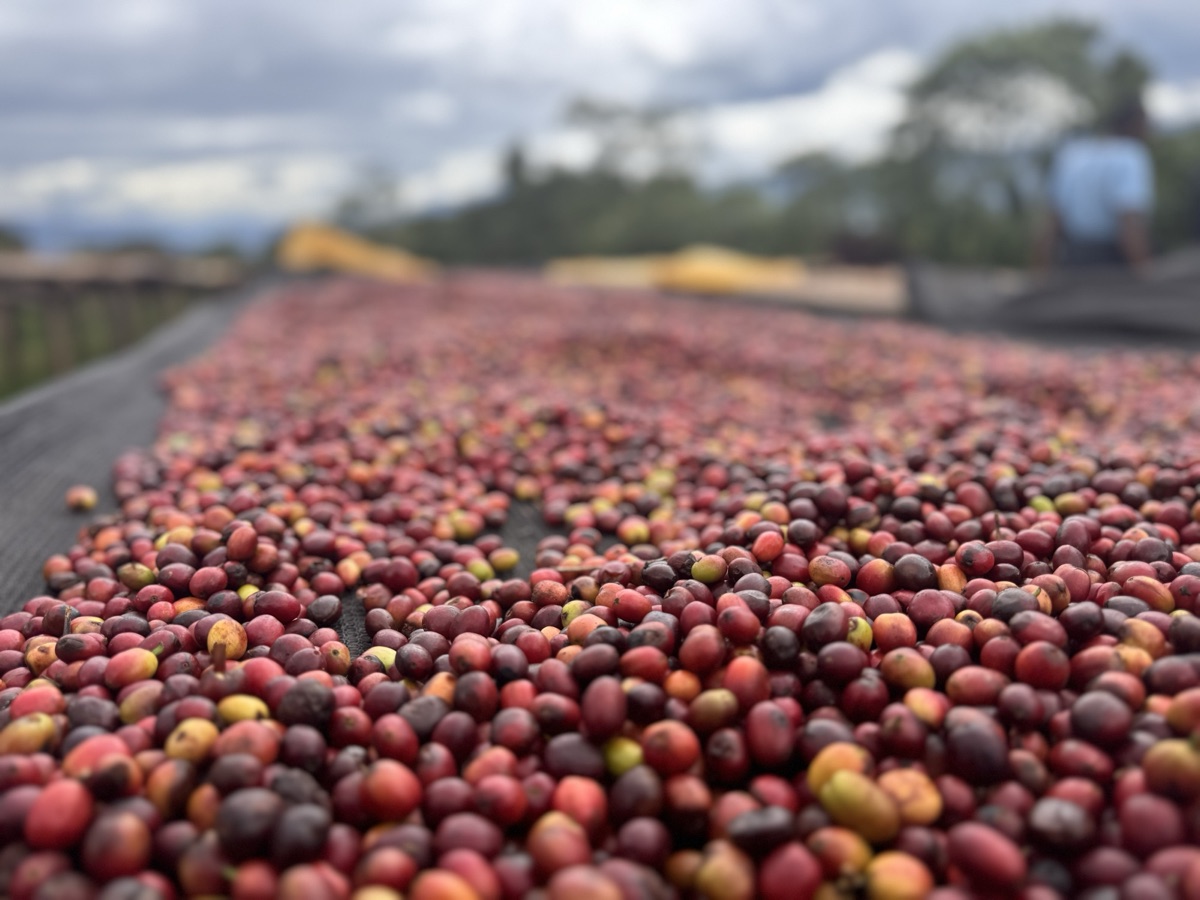 Sidamo coffee cherries spread across raised drying beds under a moody highland sky