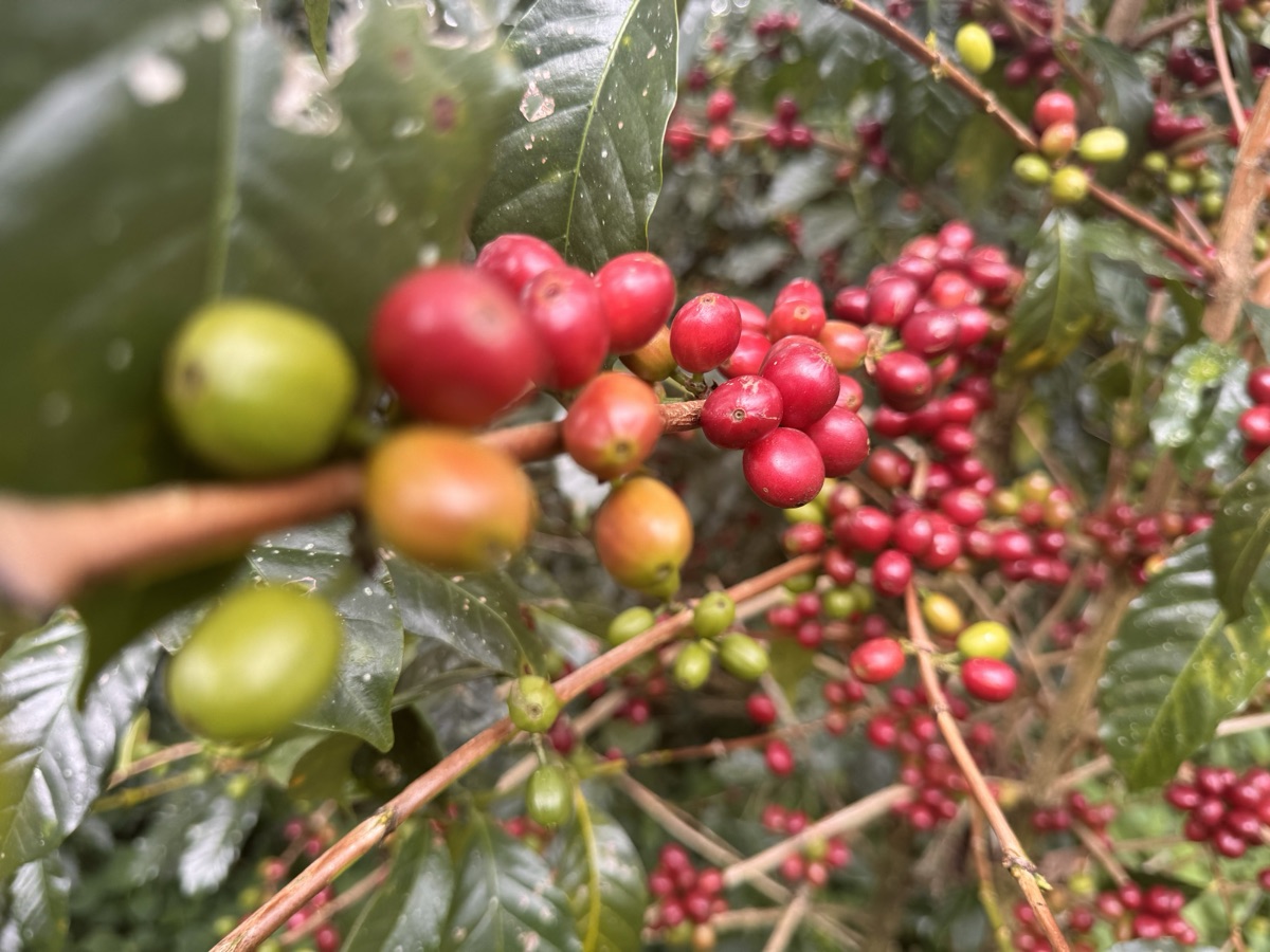 Red and green coffee cherries ripening on the branch in Sidama