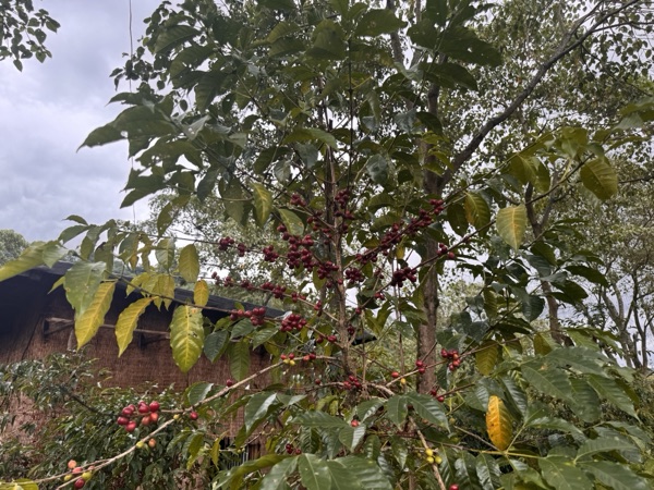 Jimma wild forest coffee tree heavy with red cherries