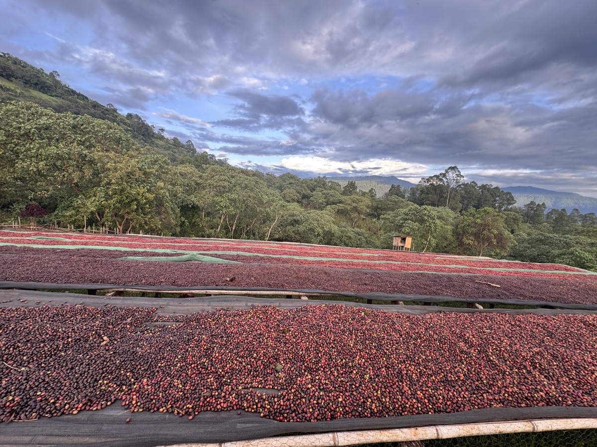 EIDHAK Trading drying beds at sunset with the Ethiopian highlands behind