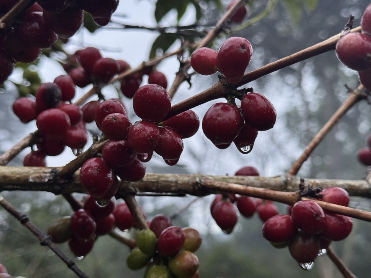Guji Hambela red coffee cherries on the branch in highland mist with water droplets