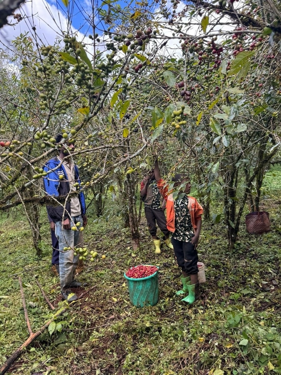 Jimma forest harvesters picking ripe cherries with woven baskets