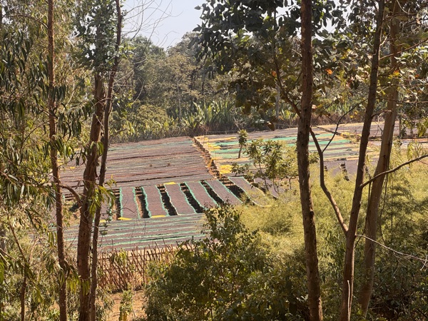 Raised drying beds among the trees at our Guji Hambela site