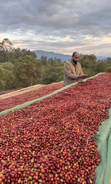 Inspecting drying cherries on the raised beds, Sidama